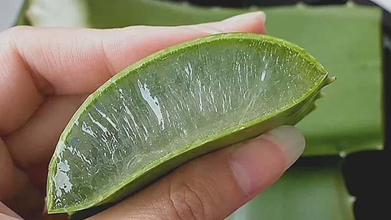 A cut section of aloe leaf held in a hand, the clear inner fillet exposed.