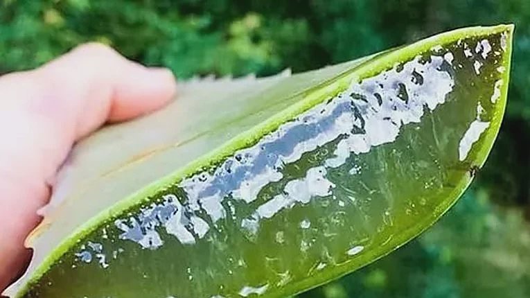 A split aloe leaf showing the translucent gel along its length.